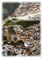 Die Eiszeit-Konserve